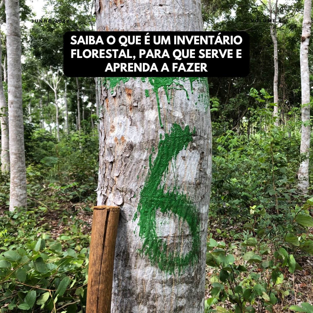 Saiba O Que É Um Inventário Florestal E Aprenda A Fazer Corretamente