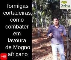 Formigas Cortadeiras, como combater em lavoura de Mogno africano