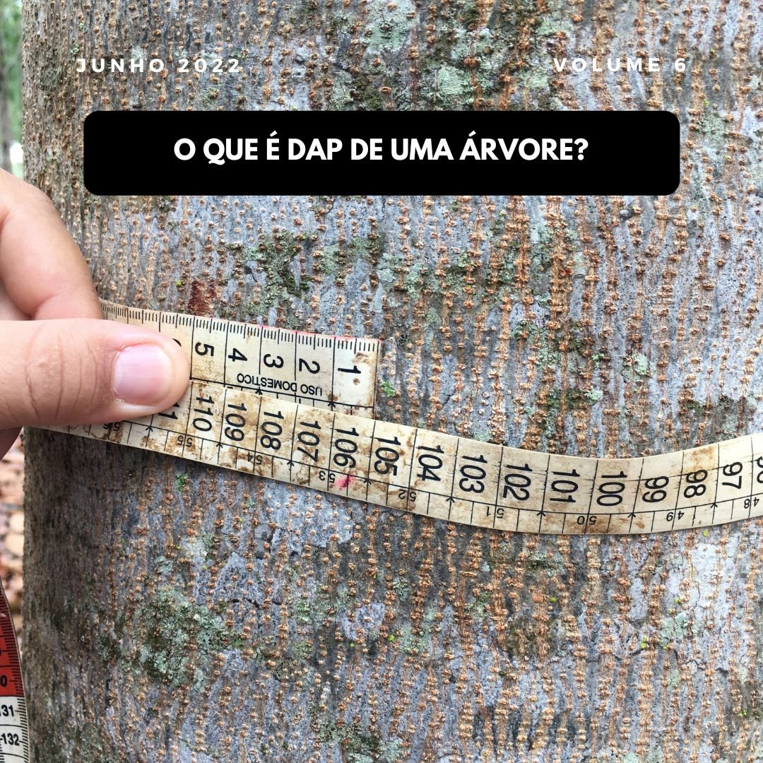 O que é DAP de uma árvore? Descubra a sua importância