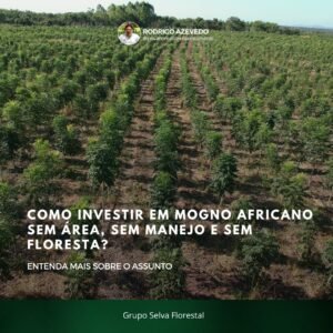Como investir em mogno africano sem área, sem manejo e sem floresta? Entenda
