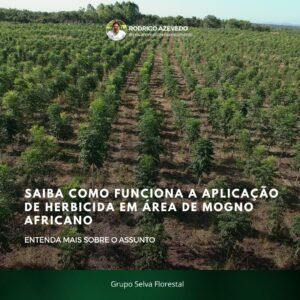 Saiba como funciona a aplicação de herbicida em área de mogno africano
