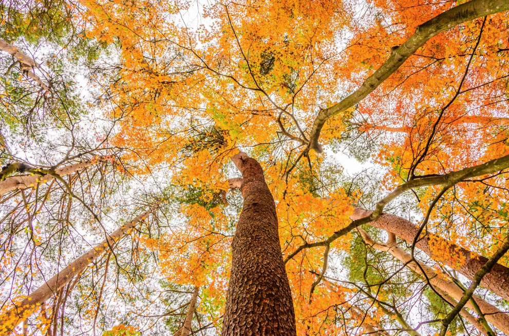 madeiras nobres vistas de baixo no outono