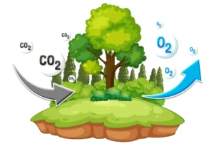 ilustracao-papel-do-mogno-africano-no-ciclo-do-carbono
