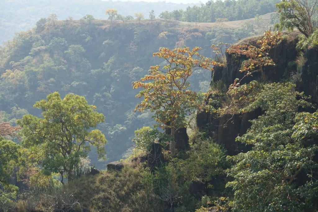 mogno-africano-valor-econômico-e-sustentabilidade