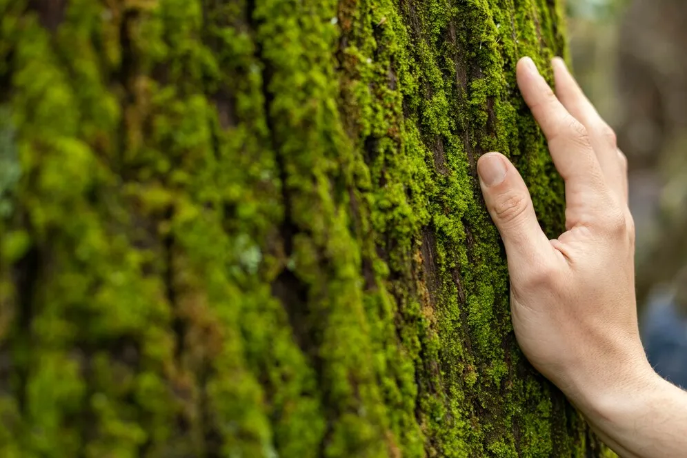 Certificação FSC para Mogno Africano: entenda os requisitos e vantagens. | Foto: Freepik.