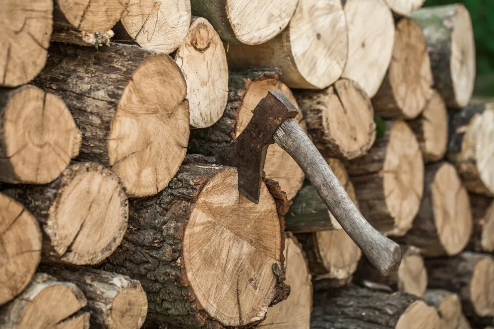 Mogno Africano: saiba como será o futuro e as principais tendências do mercado. | Foto: Freepik.