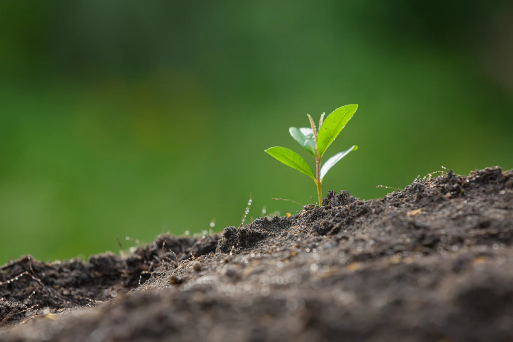Mudas de mogno africano: saiba como alcançar o sucesso do plantio. | Foto: Freepik.