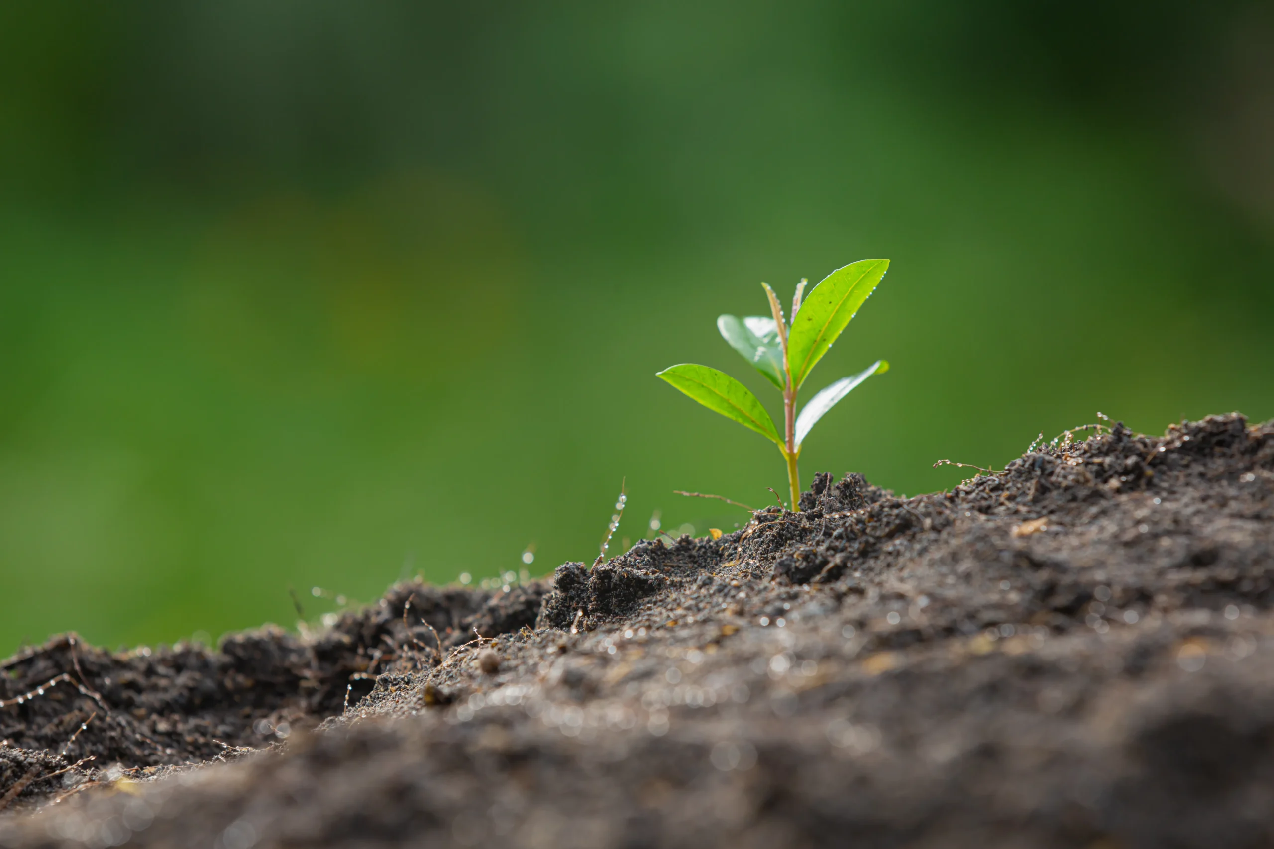 Mudas de mogno africano: saiba como alcançar o sucesso do plantio. | Foto: Freepik.