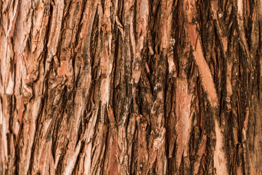 Mogno Africano: Como está o futuro da floresta. | Foto: Freepik.