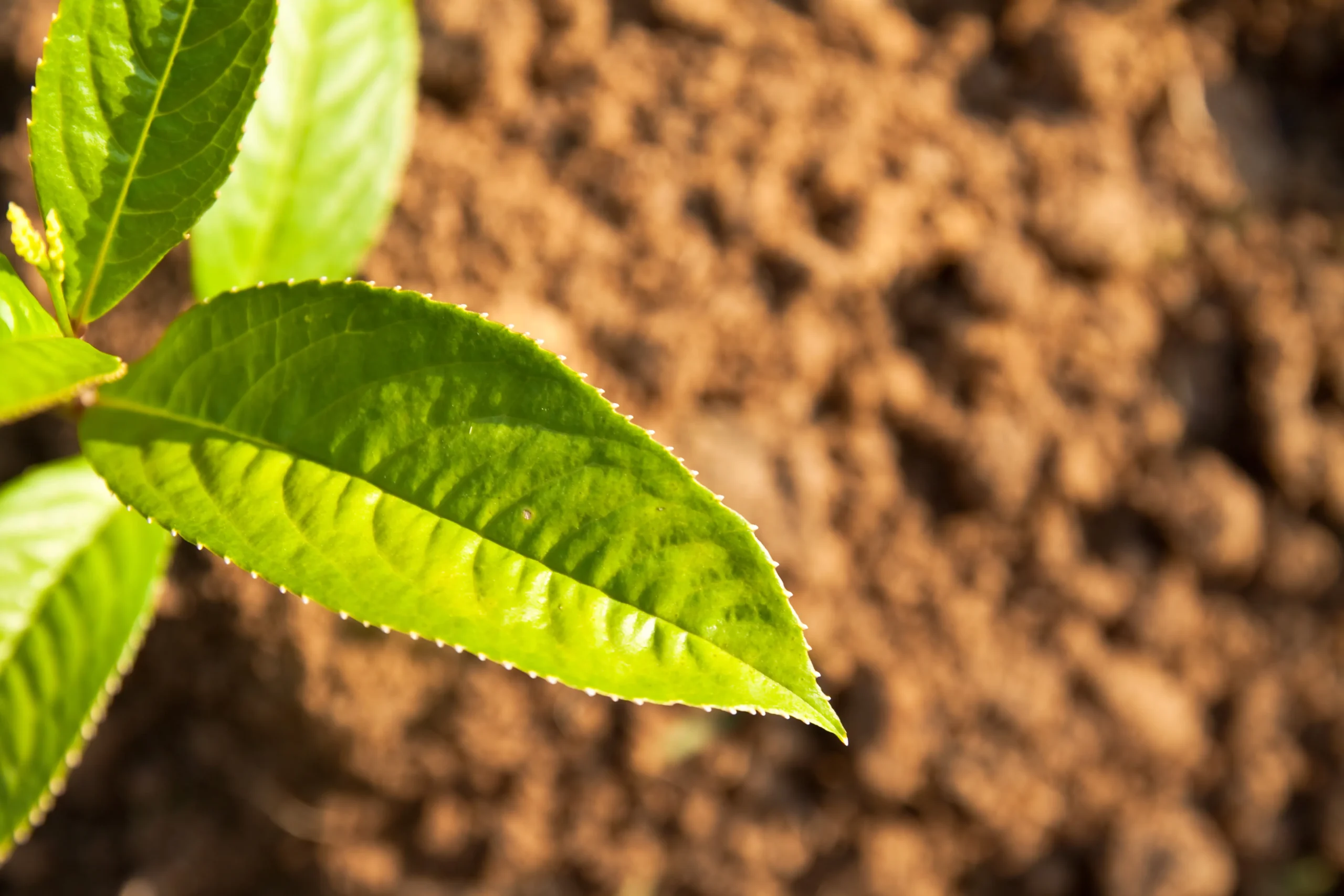 Mudas de mogno africano: saiba como funciona o processo de reserva. | Foto: Freepik.