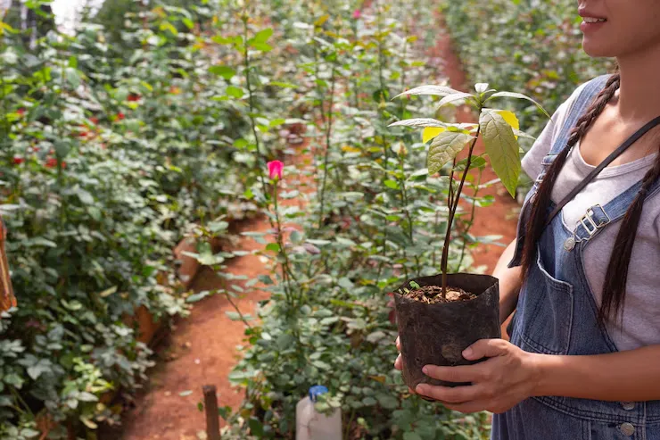 Mudas de mogno africano: saiba como funciona o processo de reserva. | Foto: Freepik.
