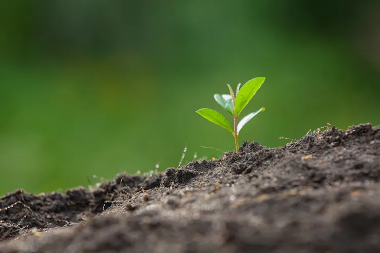 Planejamento Florestal: saiba sobre como começar com a reserva antecipada de mudas. | Foto: Freepik.