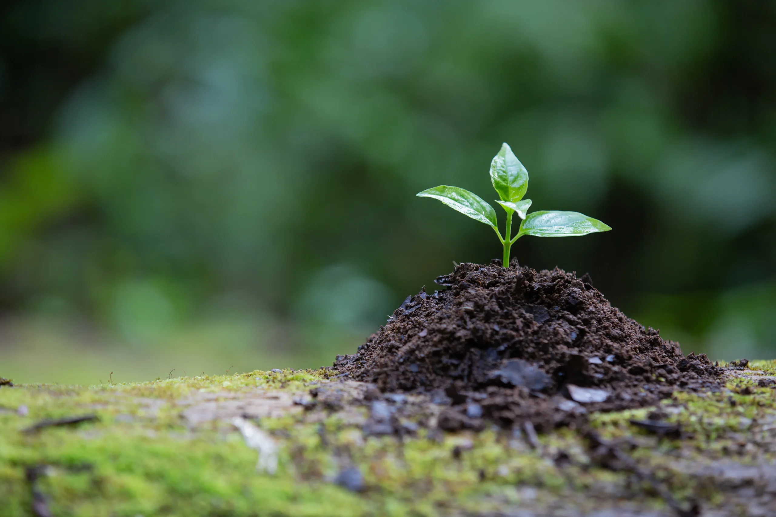 Planejamento Florestal: saiba sobre como começar com a reserva antecipada de mudas. | Foto: Freepik.