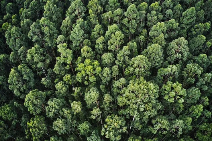Carbono Florestal: Saiba como monetizar a sustentabilidade. | Foto: Freepik.
