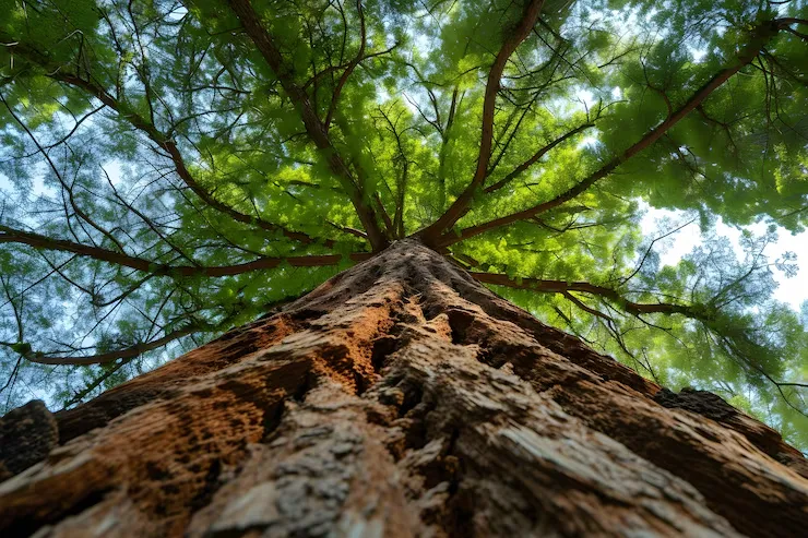Khaya Anthothec: veja sobre o manejo tropical dessa árvore. | Foto: Freepik.