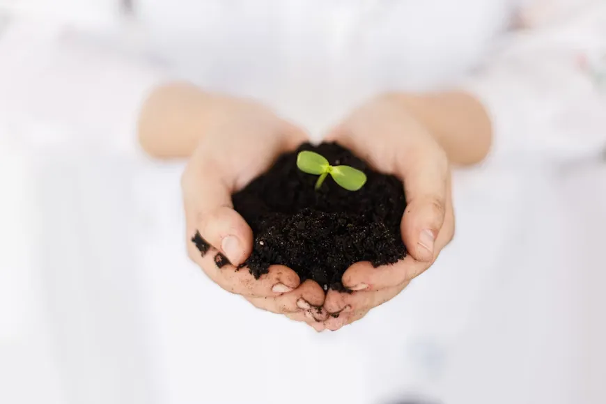 Mudas de Mogno: veja como usá-las para construir herança verde. | Foto: Unsplash.