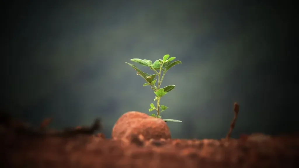 Mudas de Mogno: veja como usá-las para construir herança verde. | Foto: Unsplash.