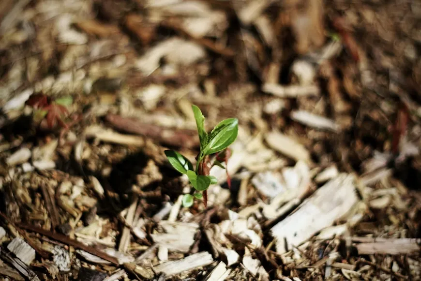 Mudas de mogno: veja os erros que até os mais experientes cometem. | Foto: Unsplash.