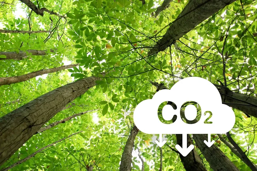 Crédito de carbono: Veja como a floresta se tornou um ativo financeiro. | Foto: Unsplash.