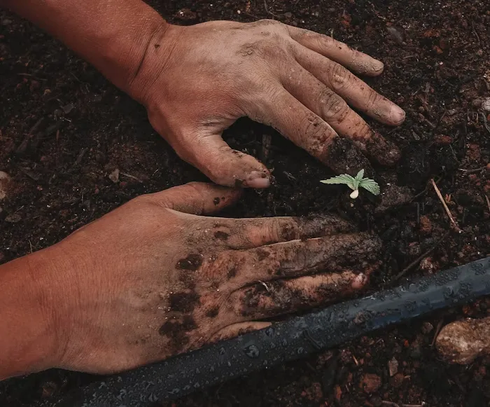 Como plantar mogno? Veja os detalhes do passo a passo. | Foto: Unsplash.