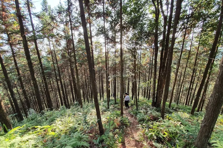 Manejo Florestal: confira as estratégias para Certificação FSC. | Foto: Unsplash.