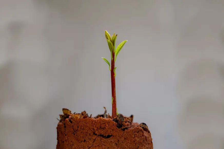 Guia completo para cultivo lucrativo de mogno africano em 2025. | Foto: Unsplash.