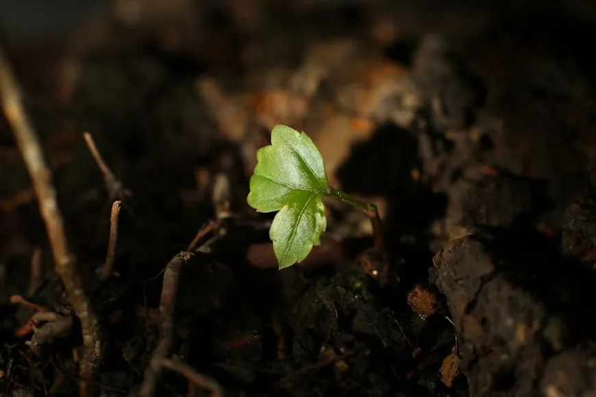 Guia completo para cultivo lucrativo de mogno africano em 2025. | Foto: Unsplash.