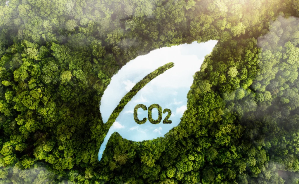Carbono Florestal: Saiba como monetizar a sustentabilidade. | Foto: Freepik.