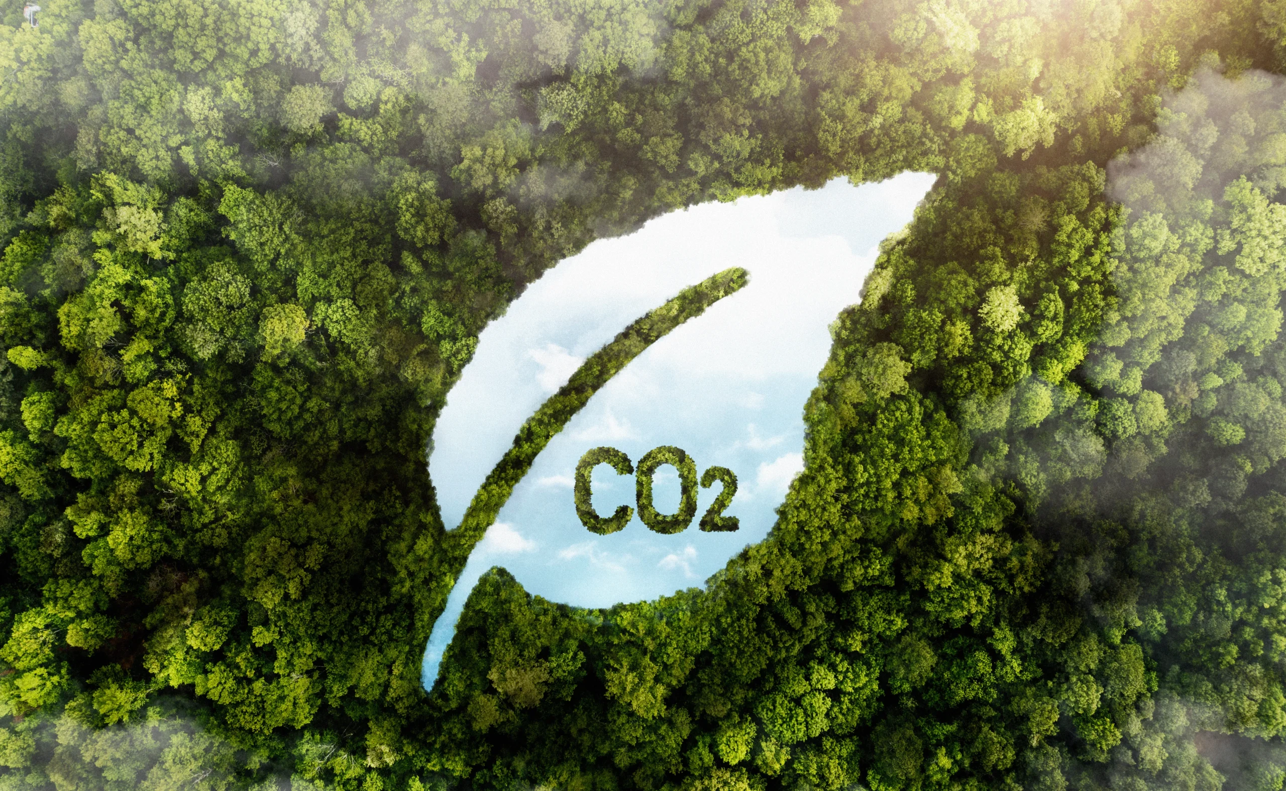 Carbono Florestal: Saiba como monetizar a sustentabilidade. | Foto: Freepik.