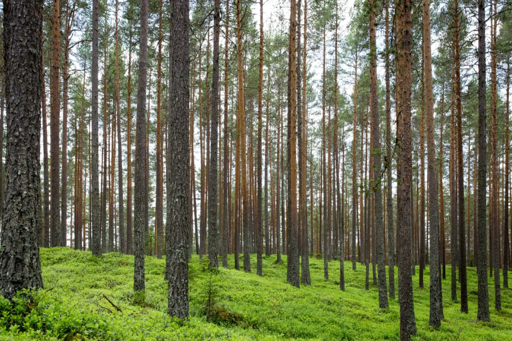 certificação-florestal-estratégias-para-pequenos-produtores