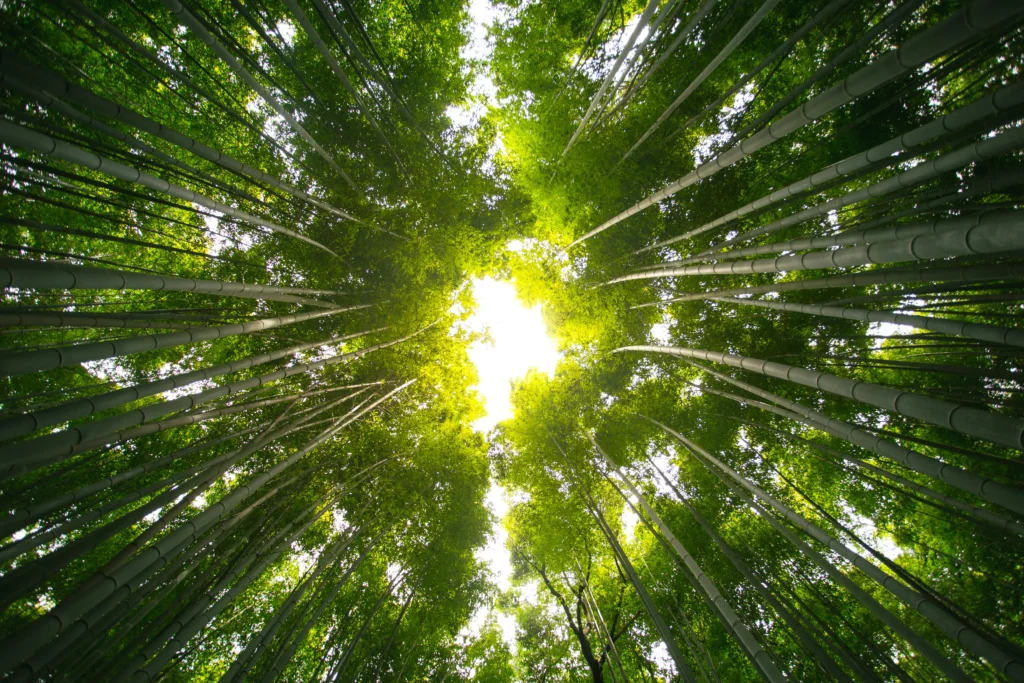 manejo-florestal-sustentável-integração-com-energia-solar