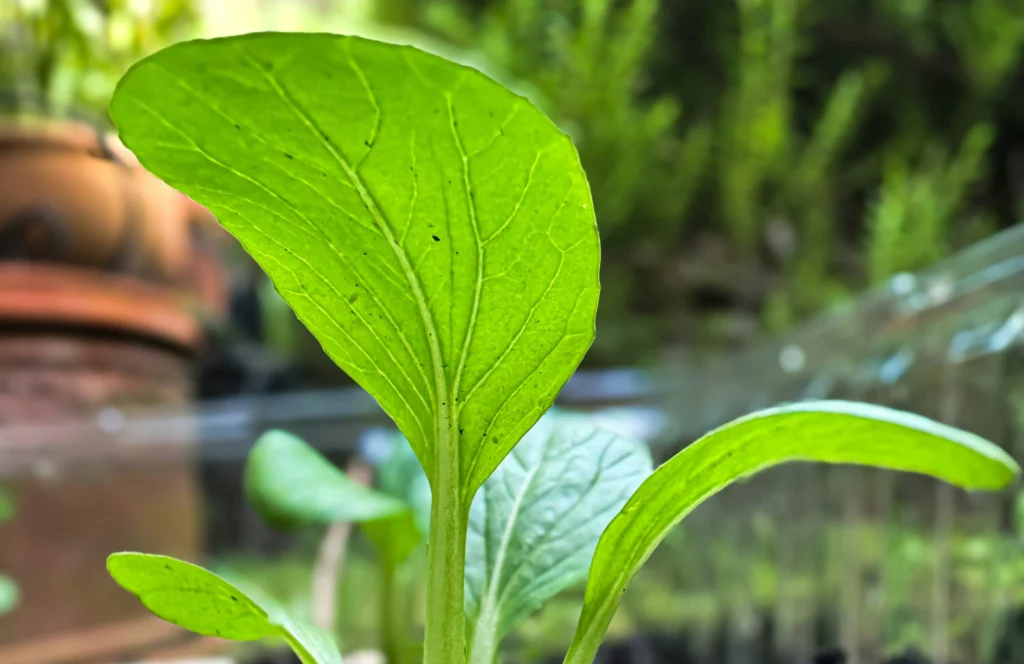 seleção-genética-importância-da-procedência-das-sementes