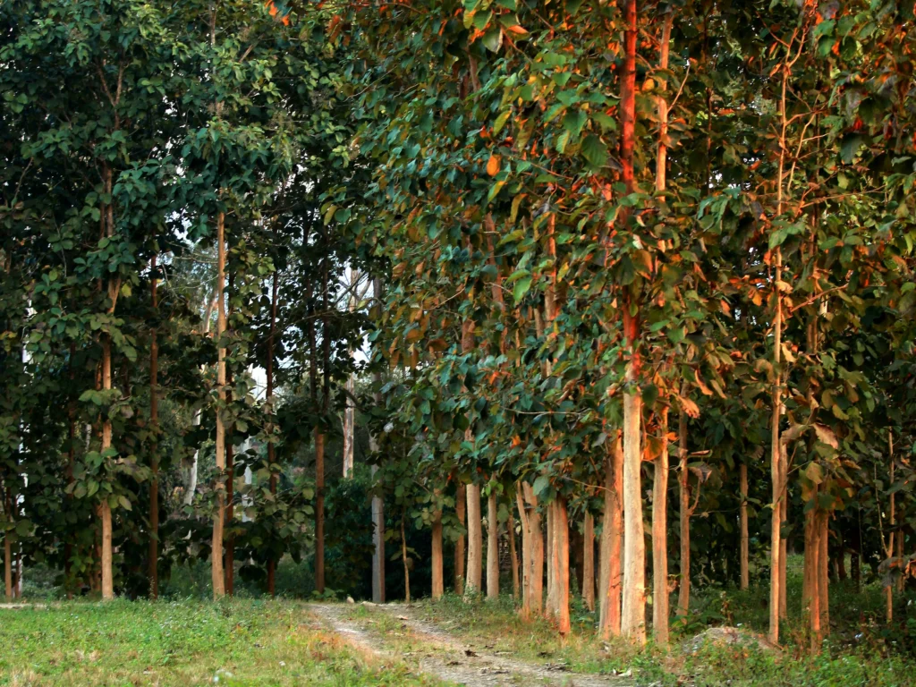 conceito-de-herança-verde-além-dos-investimentos-tradicionais