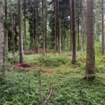 herança-verde-construindo-patrimônio-sustentável-para-futuras-gerações