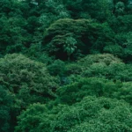 herança-verde-educação-financeira-e-ambiental-para-herdeiros