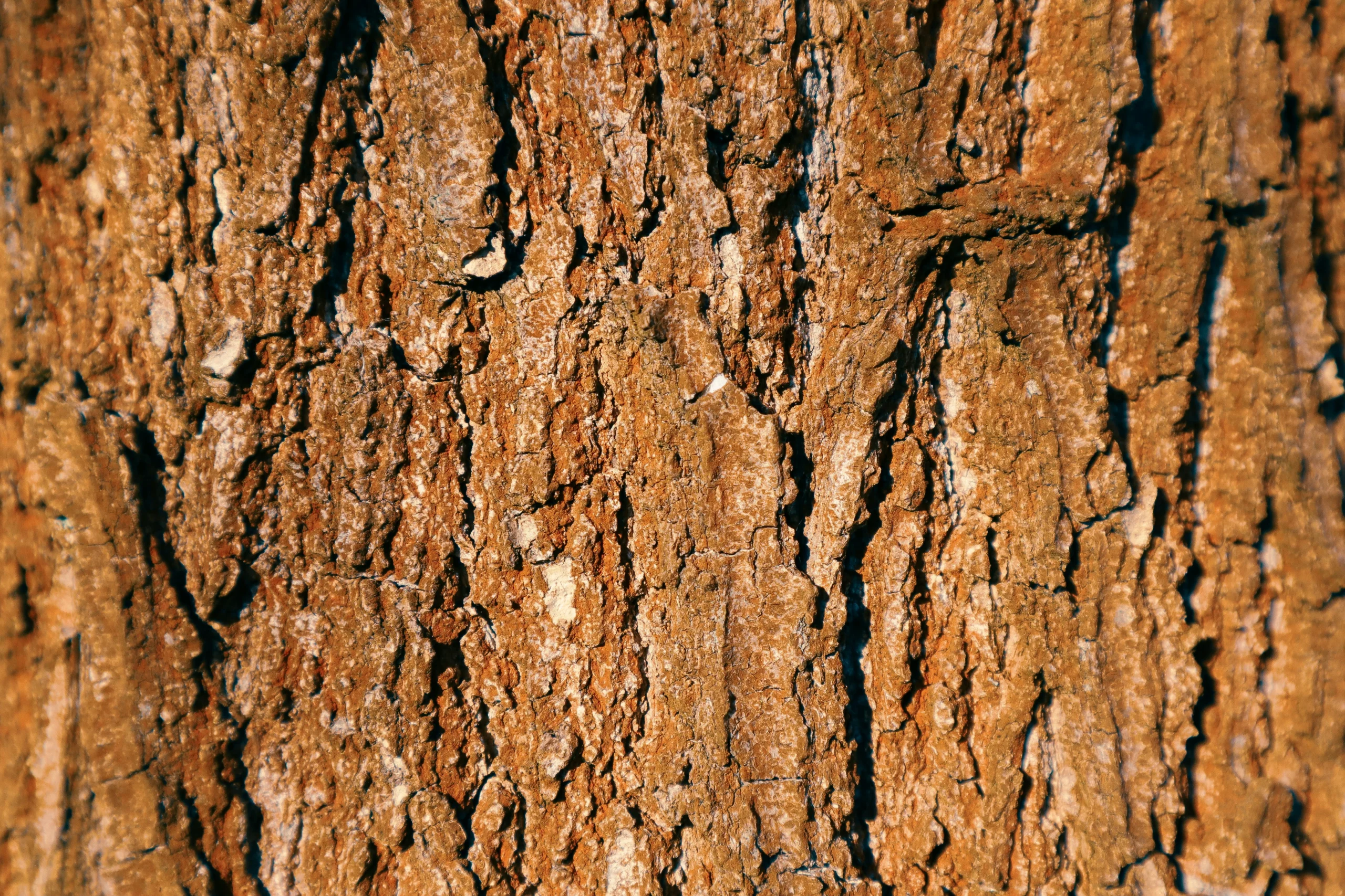 mogno-africano-características-e-adaptação-ao-solo-brasileiro