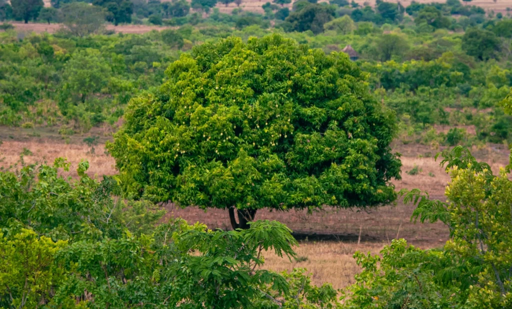 origem-africana-e-introdução-no-Brasil-histórico-de-50-anos-de-cultivo