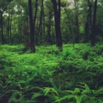 biomas; reflorestamento; mogno africano; mogno