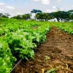 cpr verde, legislação e regulação de créditos de carbono, créditos de carbono