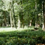 madeiras nobres brasileiras, madeira nobre, mogno africano