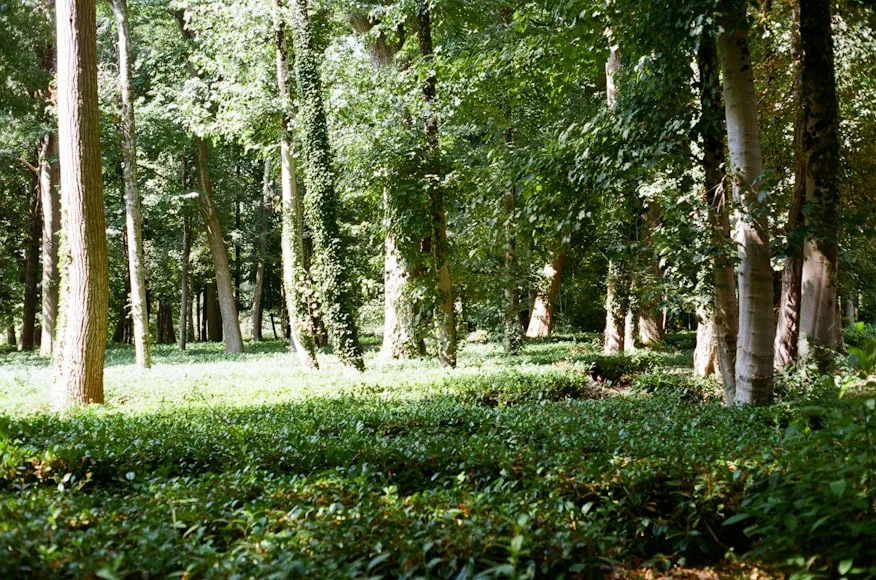 madeiras nobres brasileiras, madeira nobre, mogno africano