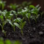 mudas de mogno africano, análise genética, mogno africano, mogno