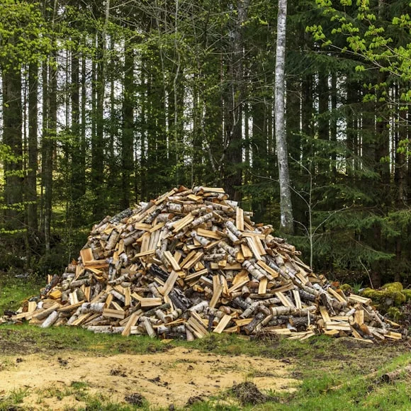 mogno africano; mogno; bioma brasileiro; reflorestamento