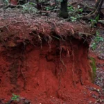recueperação de solo, solos brasileiros, mogno africano