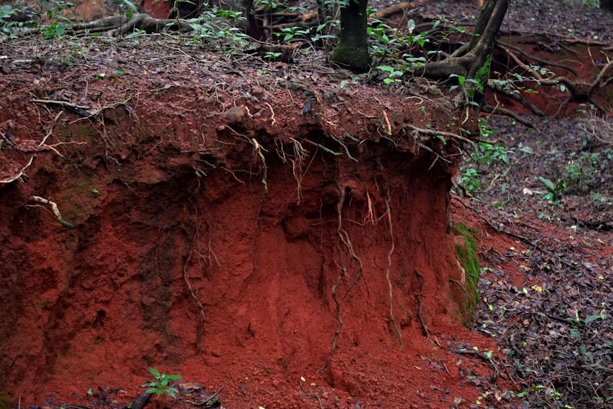 recueperação de solo, solos brasileiros, mogno africano