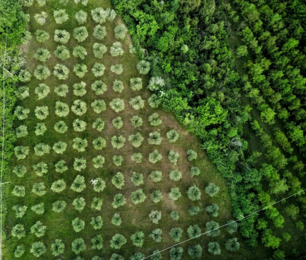 reflorestamento, reflorestamente inteligente, Tecnologia e Inovação no Monitoramento de Carbono