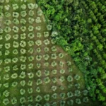 reflorestamento, reflorestamente inteligente, Tecnologia e Inovação no Monitoramento de Carbono