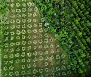 reflorestamento, reflorestamente inteligente, Tecnologia e Inovação no Monitoramento de Carbono