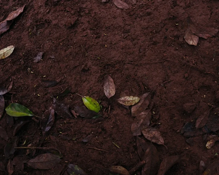 solos brasileiros, mogno africano, cultivo, recuperação do solo