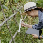 É importante que o controle de pragas do Mogno Africano seja estratégico.